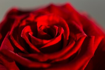 Fototapeta premium Red rose bloom is filling view in 3D-render style, showing petals on neutral grey blurred backdrop