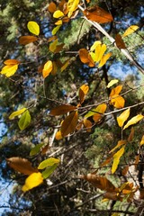Low angel view of trees during sunny day