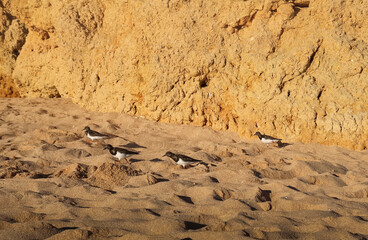 Black and white birds on Portuguese beach