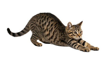Fototapeta premium Playful Tabby Cat Stretching on White.