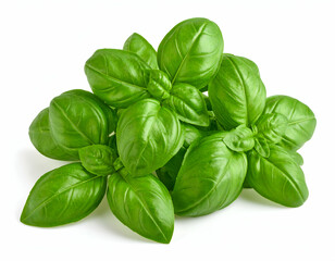 Vibrant Green Basil Leaves Fresh Bunch Isolated on White Background