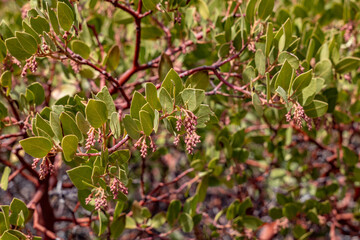 A rctostaphylos patula is a species of manzanita known by the common name greenleaf manzanita....