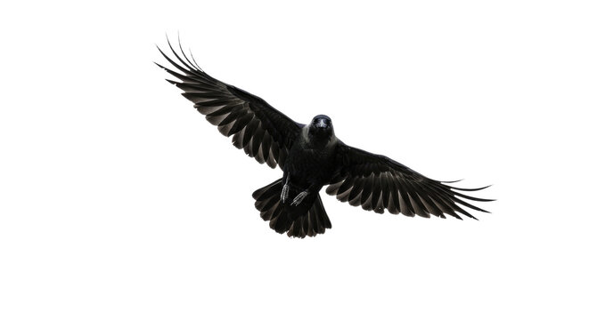 Raven in Flight Against White Background.