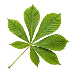 chestnut-leaf