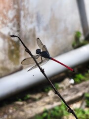 barbed wire fence