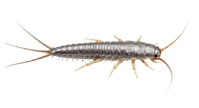 Silverfish Insect Isolated on White.