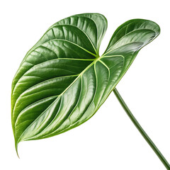 anthurium-leaf