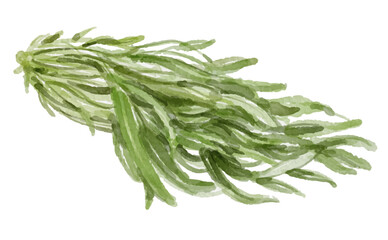 Hand painted watercolor water spinach isolated on white background
