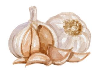 Watercolor garlic isolated on white background