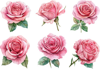 Obraz premium set of pink roses isolated