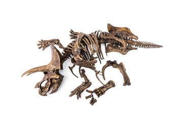 Decayed fossil remains skeleton of Dinosaur three horns Triceratops isolated on white background.