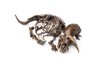 Decayed fossil remains skeleton of Dinosaur three horns Triceratops isolated on white background.