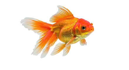 Vibrant Orange Goldfish Isolated on White.