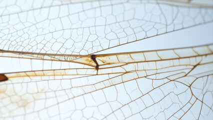Minimalist Macro Close-Up of Delicate Transparent Wings of a Dried Dragonfly – Organic Detail and Insect Wing Structure