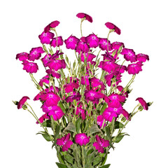 Bouquet of pink flowers isolated on white background