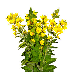 A bouquet of yellow garden flowers on a white background