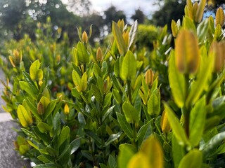 green leaf in the  garden 