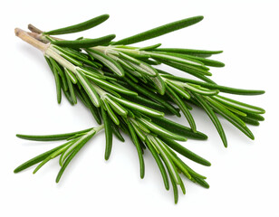 Fototapeta premium Rosemary Sprig Fresh Needle-like Leaves on White Background