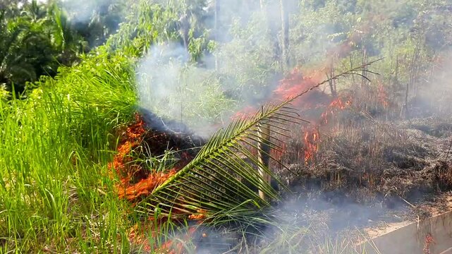 Roadside Grass Fire Spreading Due to Dry Weather in Tropical Area