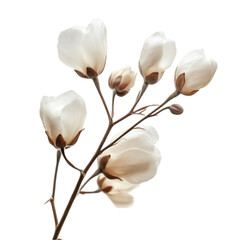 Obraz premium Delicate white blossoms on a branch against a colorful striped background a floral arrangement