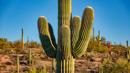 Cactus In Desert

