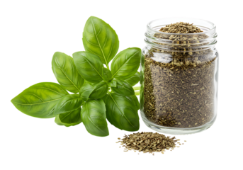 Fresh basil leaves and dried basil in a glass jar on a black background