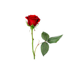 Obraz premium red rose isolated on white