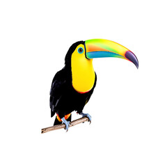 Naklejka premium toucan bird isolated on white background