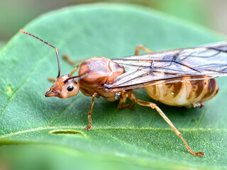 Queen weaver ant (Oecophylla smaragdina)