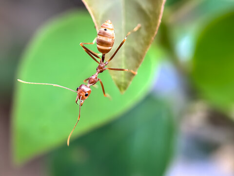 Weaver ants (Oecophylla smaragdina), ants on leaves