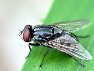 Close up of house fly (musca domestica),fly perched on leaves