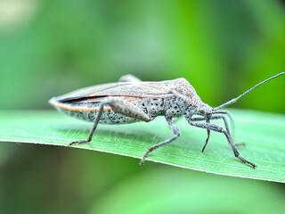 Close up of squash bug (Anasa tristis),bug in green leaves
