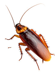 Cockroach Isolated on Transparent or White Background