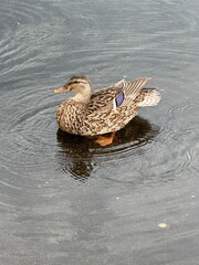 duck on the water
