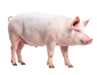Side angle of a domestic pig Isolated on Transparent or White Background