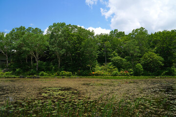 Fototapeta premium 初夏の志賀高原 蓮池
