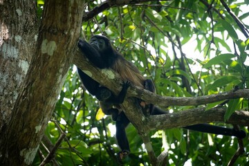 Obraz na płótnie Canvas Howler monkey resting on a tree branch.
