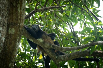 Howler monkey resting on a tree branch.