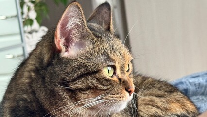 Fototapeta premium close up of cat