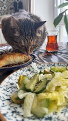 Cat tries to steal food from the table. Insolent assertive cat walks on the kitchen table. Stylish...