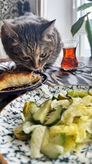 Cat tries to steal food from the table.Insolent assertive cat walks on the kitchen table. Stylish...