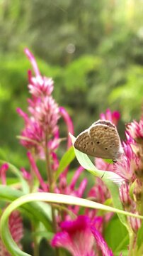 Butterfly rests atop pink flowers. spring flowers, stunning background design perfect for wallpapers, posters, invitation cards, social media stories, and seasonal decoration templates, VERTICAL