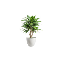 Fototapeta premium A dracaena plant in a white pot, isolated on transparent background