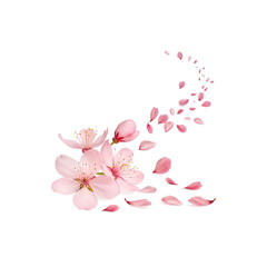 Pink cherry blossoms with petals blowing in the wind, isolated on transparent background