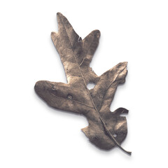 A dried oak leaf showcasing intricate textures and natural patterns.
