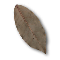 A dried leaf showcasing its natural texture and color, emphasizing the beauty of plant life.