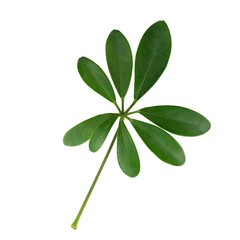 A single green leaf with multiple leaflets, showcasing a vibrant and healthy appearance.