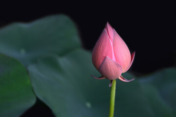 Close-up of a lotus flower bud with green leaves on a dark background