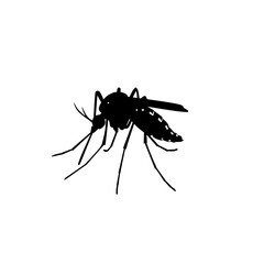 Black silhouette of a mosquito in detailed vector style. Insect illustration commonly associated with tropical diseases like dengue or malaria. Isolated on white background