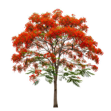 Vibrant flame tree with red flowers and green leaves isolated on transparent background